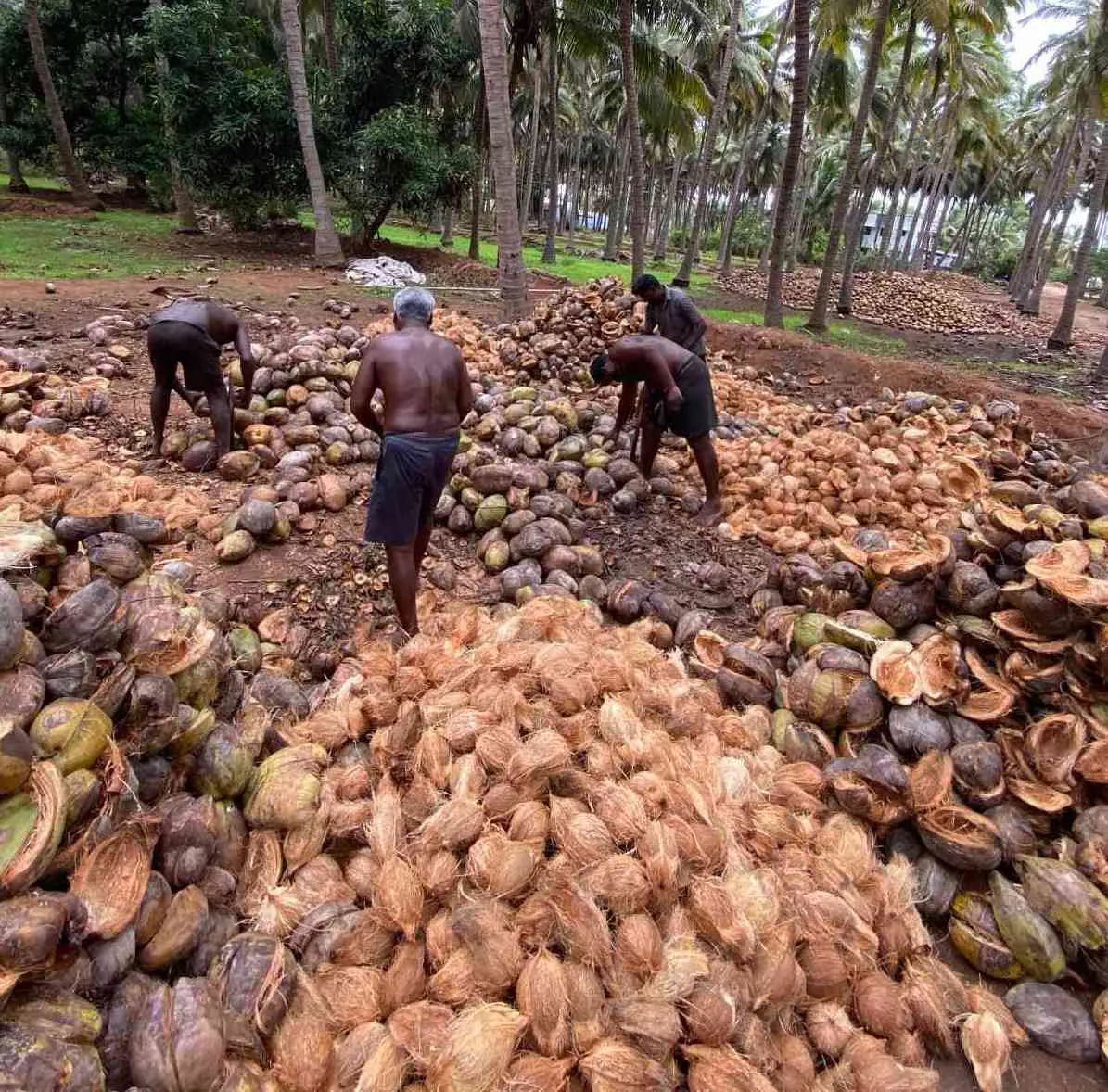 Workers sorting heaps of husked coconuts in a Karnataka coconut grove