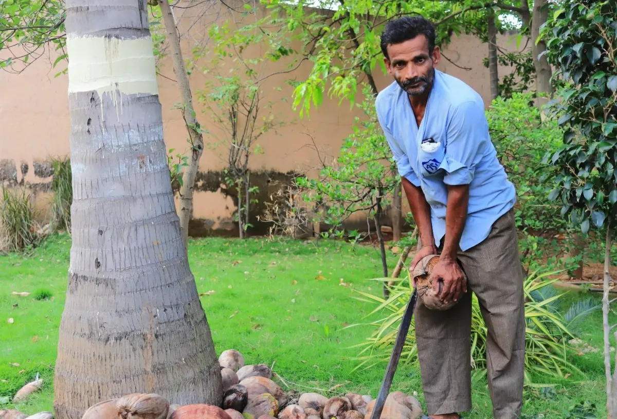 Karnataka coconut farmer splitting a husked coconut beside a coconut palm