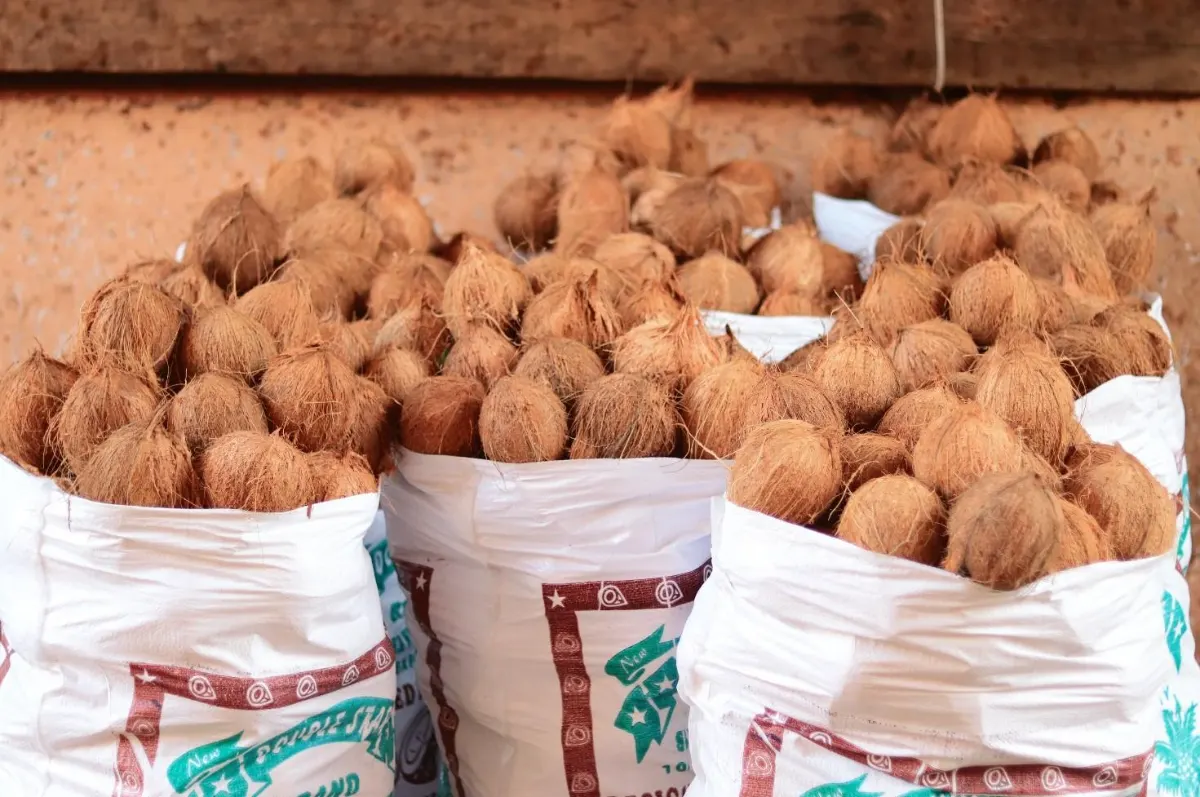 Semi-husked brown coconuts packed in white bags for wholesale supply